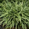 Silver Dragon Variegated Lilyturf -Plant Series liriope silver dragon 1