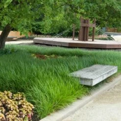 Lilyturf 5 Lilyturf -Plant Series liriope1