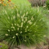 'Little Bunny' Fountain Grass 1 'Little Bunny' Fountain Grass -Plant Series little bunny fountain grass 1