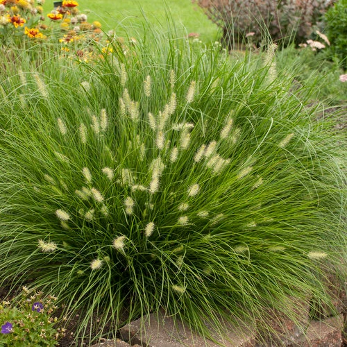 'Little Bunny' Fountain Grass 3 'Little Bunny' Fountain Grass