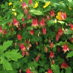 'Little Lanterns' Columbine 7 'Little Lanterns' Columbine -Plant Series little lantern aquilegia