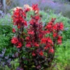 'Vulcan Red' Cardinal Flower 2 'Vulcan Red' Cardinal Flower -Plant Series lobelia vulcan red 1