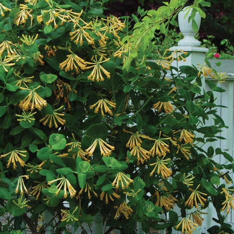 'John Clayton' Honeysuckle Vine 3 'John Clayton' Honeysuckle Vine