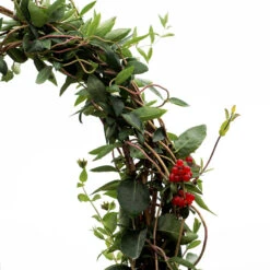 'Scentsation' Honeysuckle Vine 13 'Scentsation' Honeysuckle Vine -Plant Series lonicera scentsation honeysuckle 5