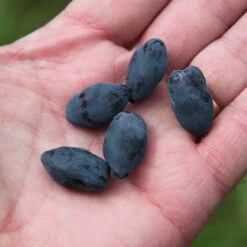 Yezberry Honey Bunch® Japanese Haskap -Plant Series lonicera yezberry honey bunch 3 P