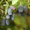 Yezberry® Maxie™ Japanese Haskap -Plant Series lonicera yezberry maxie 1 P