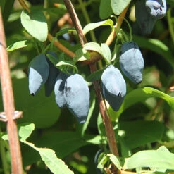 Yezberry® Maxie™ Japanese Haskap -Plant Series lonicera yezberry maxie 3 P