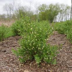 Yezberry® Solo™ Japanese Haskap -Plant Series lonicera yezberry solo 1 P