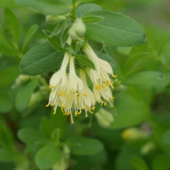 Yezberry® Solo™ Japanese Haskap -Plant Series lonicera yezberry solo 3 P