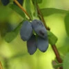 Yezberry® Solo™ Japanese Haskap -Plant Series lonicera yezberry solo 4 P
