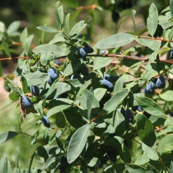 Yezberry Sugar Pie® Japanese Haskap -Plant Series lonicera yezberry sugar pie 2 P