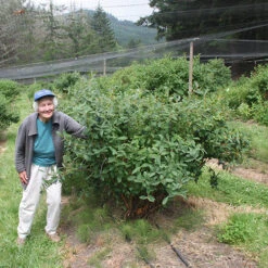 Yezberry Sugar Pie® Japanese Haskap -Plant Series lonicera yezberry sugar pie 4 P