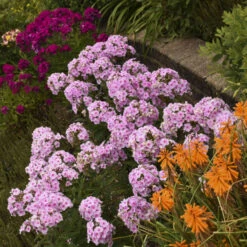 Luminary™ 'Opalescence' Phlox -Plant Series luminary opalescence phlox 3