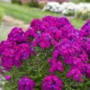 Luminary™ 'Ultraviolet' Tall Garden Phlox -Plant Series luminary ultraviolet phlox 1