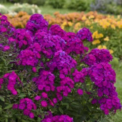 Luminary™ 'Ultraviolet' Tall Garden Phlox -Plant Series luminary ultraviolet phlox 3