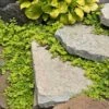 Yellow Creeping Jenny -Plant Series lysimachia aurea creeping jenny 1