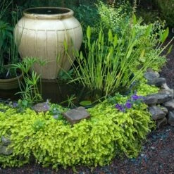 Yellow Creeping Jenny 12 Yellow Creeping Jenny -Plant Series lysimachia aurea creeping jenny 3