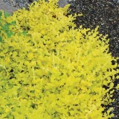 Yellow Creeping Jenny 14 Yellow Creeping Jenny -Plant Series lysimachia aurea creeping jenny 5