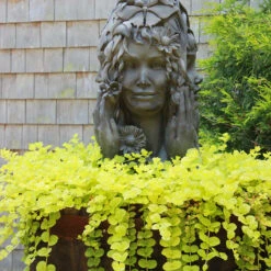 Yellow Creeping Jenny 17 Yellow Creeping Jenny -Plant Series lysimachia aurea creeping jenny 8