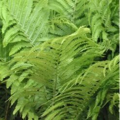 Ostrich Fern 10 Ostrich Fern -Plant Series matteuccia struthiopteris ostrich fern 2 sw