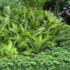 Ostrich Fern 12 Ostrich Fern -Plant Series matteuccia struthiopteris ostrich fern 3 sw
