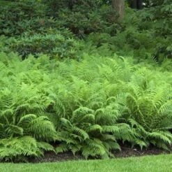 Ostrich Fern 9 Ostrich Fern -Plant Series matteuccia struthiopteris ostrich fern 4 sw
