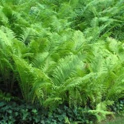 Ostrich Fern 13 Ostrich Fern -Plant Series matteuccia struthiopteris ostrich fern 5 sw