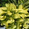 'Maui Buttercups' Hosta -Plant Series maui buttercups hosta