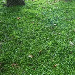 Purple Mazus 12 Purple Mazus -Plant Series mazus reptans purple 10 sw