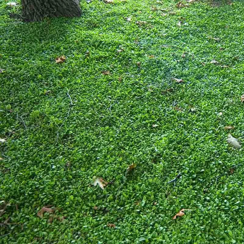 Purple Mazus 6 Purple Mazus - Image 4