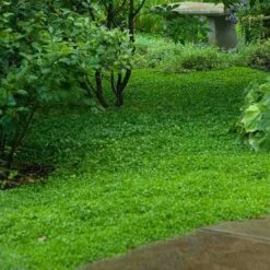 Purple Mazus 13 Purple Mazus -Plant Series mazus reptans purple 11 sw