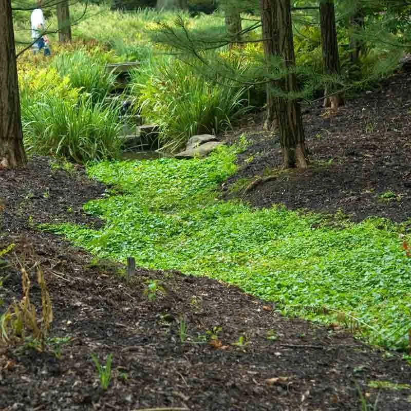 Purple Mazus 8 Purple Mazus - Image 6