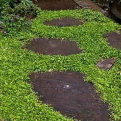 Purple Mazus 15 Purple Mazus -Plant Series mazus reptans purple 13 sw