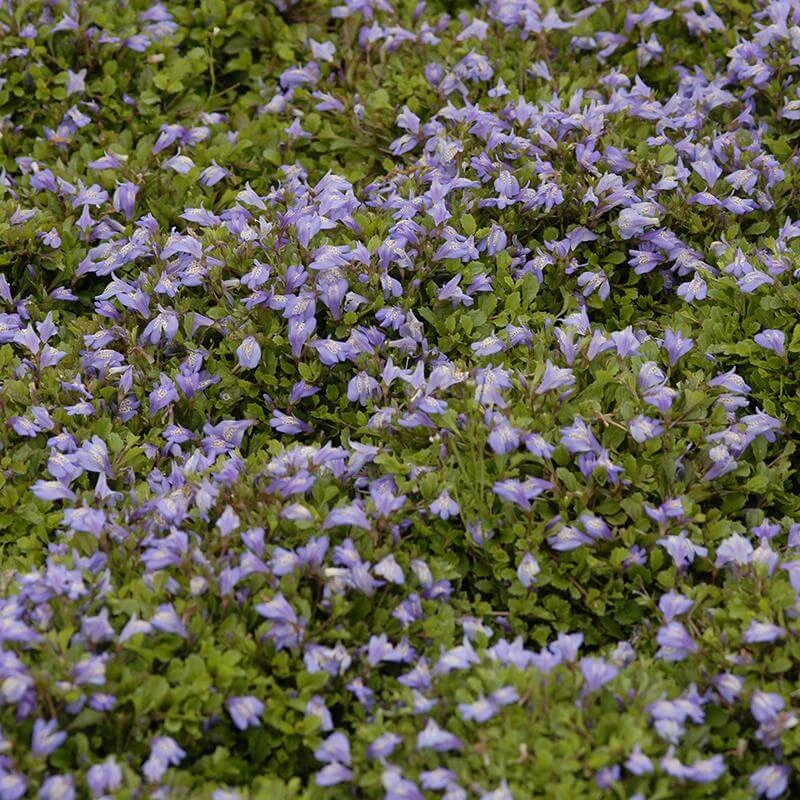 Purple Mazus 5 Purple Mazus - Image 3
