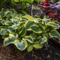 'Mighty Mouse' Hosta -Plant Series mighty mouse hosta 3