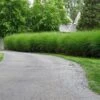 'Gracillimus' Maiden Grass -Plant Series miscanthus gracillimus maiden grass 1