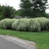 'Variegatus' Maiden Grass 2 'Variegatus' Maiden Grass -Plant Series miscanthus variegatus maiden grass 1
