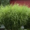 'Zebrinus' Maiden Grass 2 'Zebrinus' Maiden Grass -Plant Series miscanthus zebrinus 1 sw