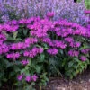 'Leading Lady Plum' Bee Balm 2 'Leading Lady Plum' Bee Balm -Plant Series monarda leading lady plum 1