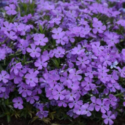 Mountainside™ 'Crater Lake' Phlox 7 Mountainside™ 'Crater Lake' Phlox -Plant Series mountainside crater lake phlox 1