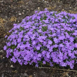 Mountainside™ 'Crater Lake' Phlox 9 Mountainside™ 'Crater Lake' Phlox -Plant Series mountainside crater lake phlox 2