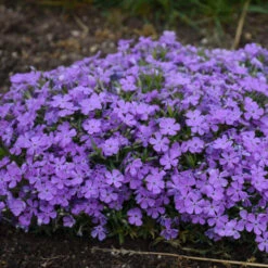 Mountainside™ 'Crater Lake' Phlox 8 Mountainside™ 'Crater Lake' Phlox -Plant Series mountainside crater lake phlox 3