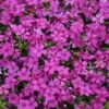 Mountainside™ 'Majestic Magenta' Phlox -Plant Series mountainside majestic magenta phlox 2