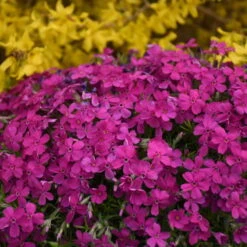 Mountainside™ 'Majestic Magenta' Phlox -Plant Series mountainside majestic magenta phlox 3