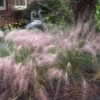Pink Muhly Grass -Plant Series muhlenbergia capillars pink muhly grass 1 sw