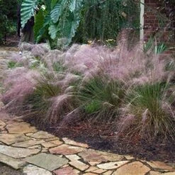 Pink Muhly Grass -Plant Series muhlenbergia capillars pink muhly grass 3 sw