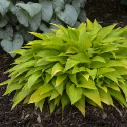 'Munchkin Fire' Hosta 7 'Munchkin Fire' Hosta -Plant Series munchkin fire hosta 2