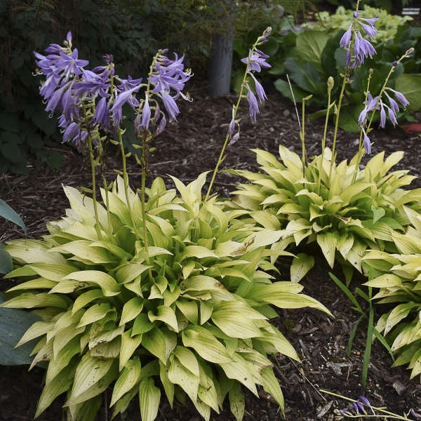 'Munchkin Fire' Hosta 6 'Munchkin Fire' Hosta - Image 4