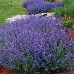 Drought Resistant+ Long Blooming Collection -Plant Series nepeta walkers low catmint 1 82af1ac4 82ee 48eb a54e 6ba5dd40a07d
