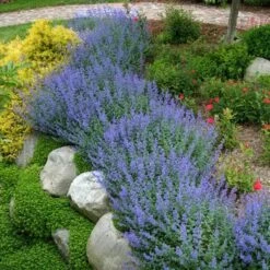 Walker's Low Catmint 15 Walker's Low Catmint -Plant Series nepeta walkers low catmint 3